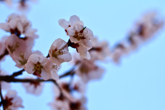 山桃花