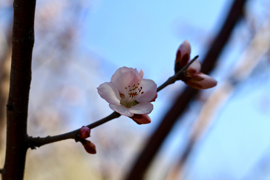 山桃花