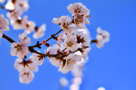 山桃花