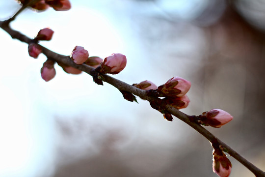 山桃花