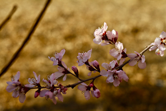 山桃花