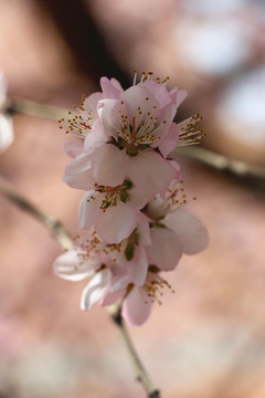 初春盛开的桃花