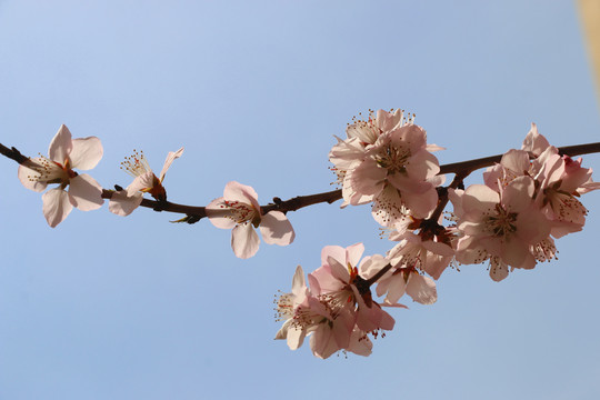 意境桃花