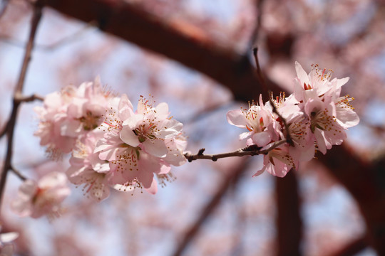 春光灿烂山桃花