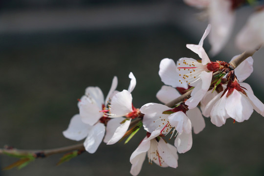 初春桃花