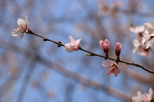 桃花高清