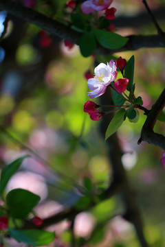 海棠花开