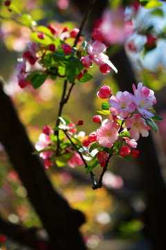 海棠花开