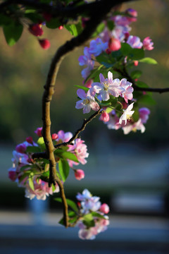 海棠花开