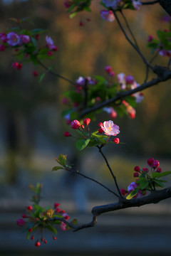 海棠花开