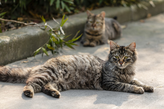 侧躺着保护小猫的长毛虎斑母猫