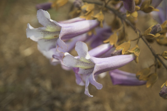 梧桐花