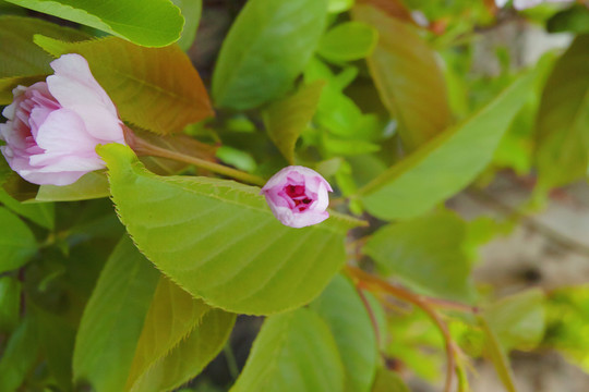 樱花