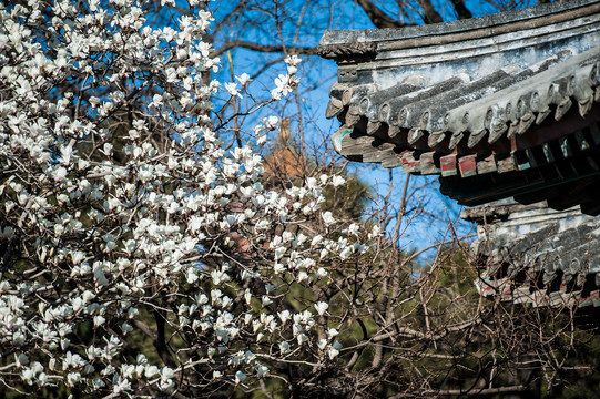 古建筑玉兰花白玉兰