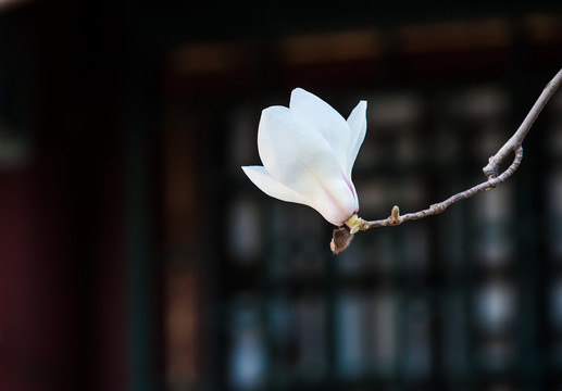 一朵白玉兰花