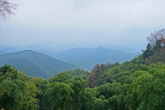 莫干山山林风光