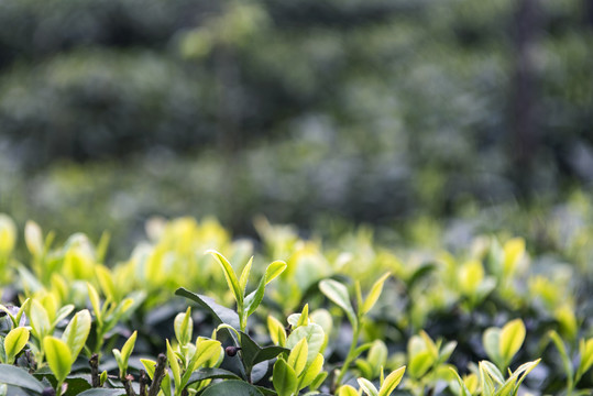 茶园茶叶绿茶川茶