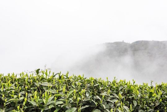 茶园茶叶绿茶川茶