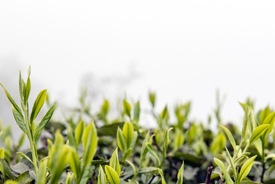 茶园绿茶春茶茶叶