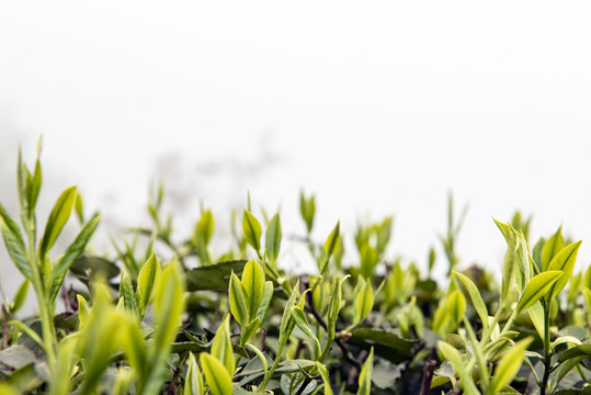 茶园绿茶春茶茶叶