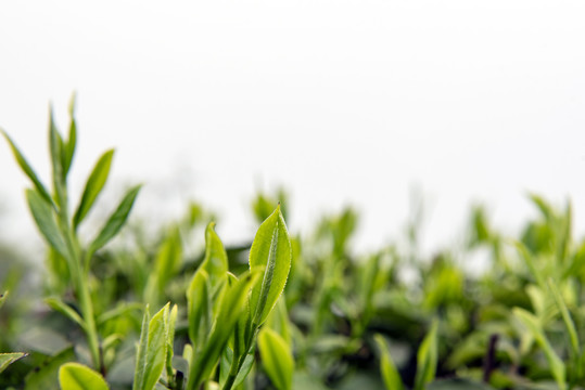 茶园绿茶春茶茶叶