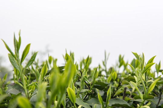 茶园绿茶春茶茶叶