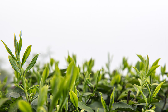 茶园绿茶春茶茶叶