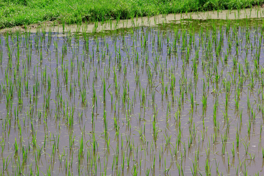 南方水稻秧苗稻田
