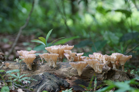 蘑菇真菌