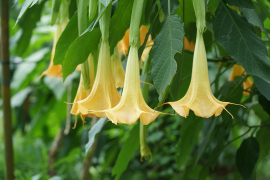 黄花曼陀罗特写