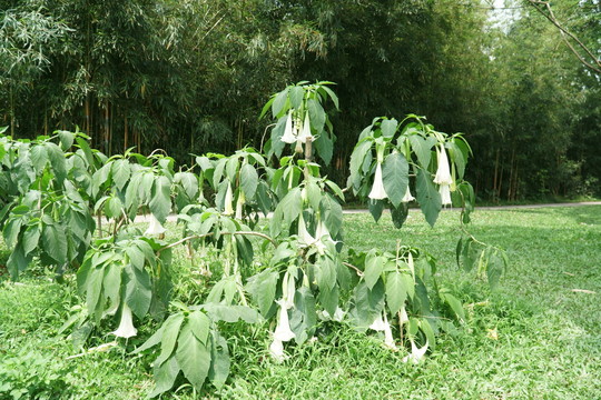 白花曼陀罗植株