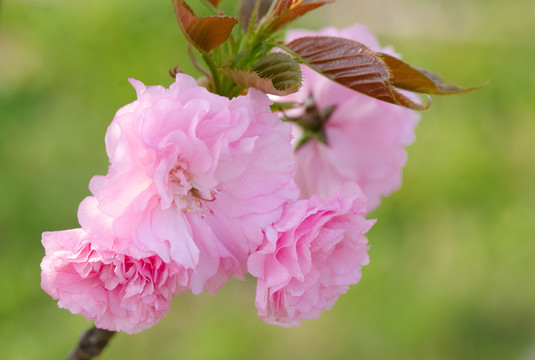 樱花树