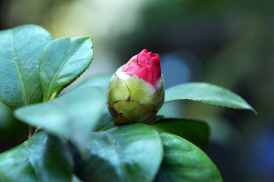 绽放山茶花