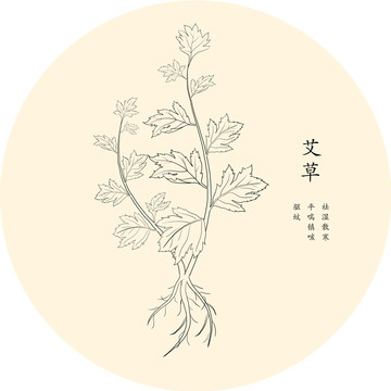 艾草手绘白描线稿