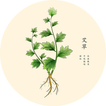 手绘中草药艾草艾叶