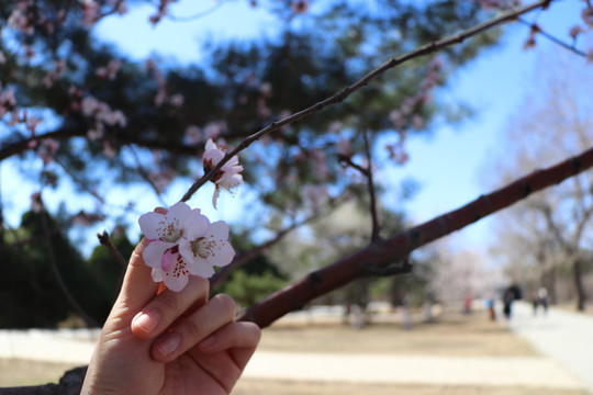 桃花