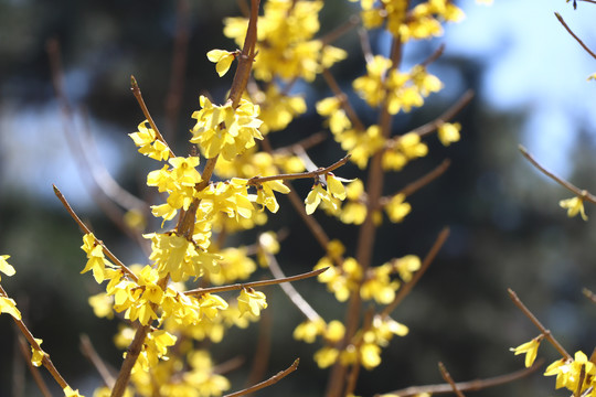 迎春花