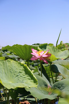 莲花