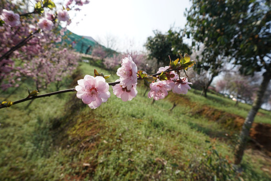 梅花