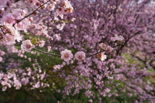 梅花