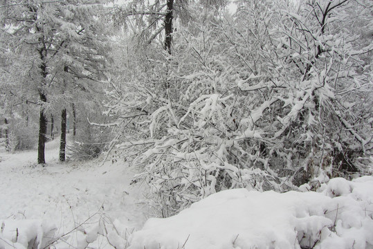 雪挂