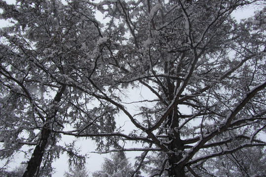 雪挂