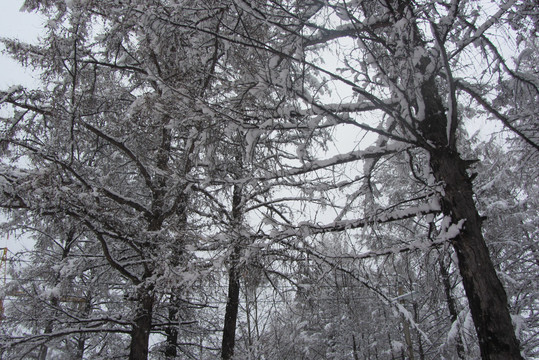 雪挂