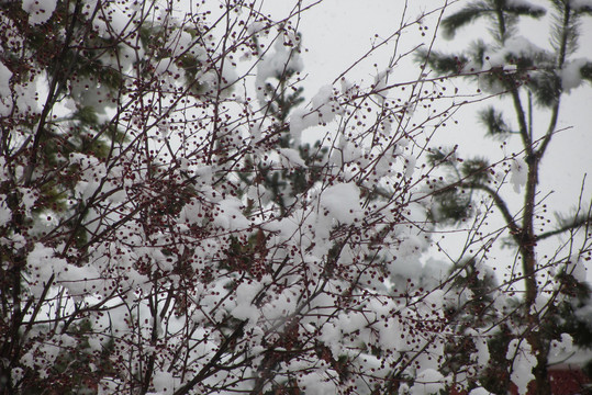 雪挂