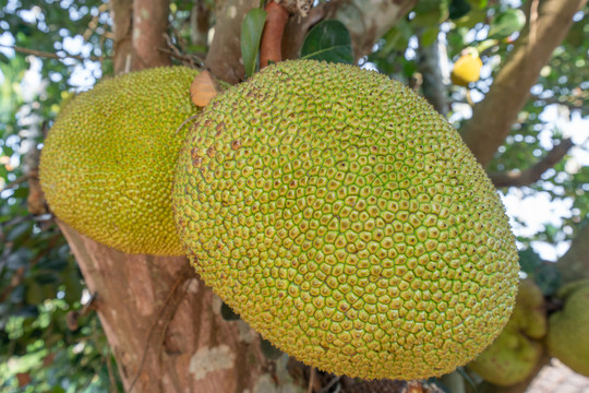 海南热带水果菠萝蜜
