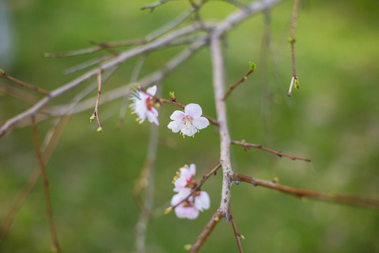 春天杏树开花