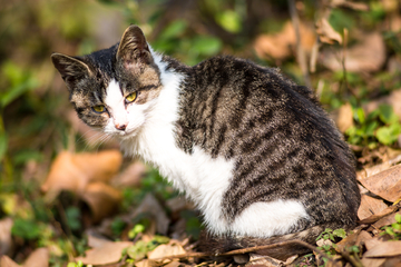 猫咪