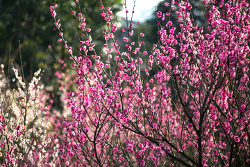 梅花