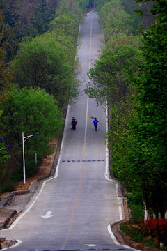 绿树成荫的路