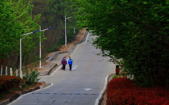 绿树成荫的路